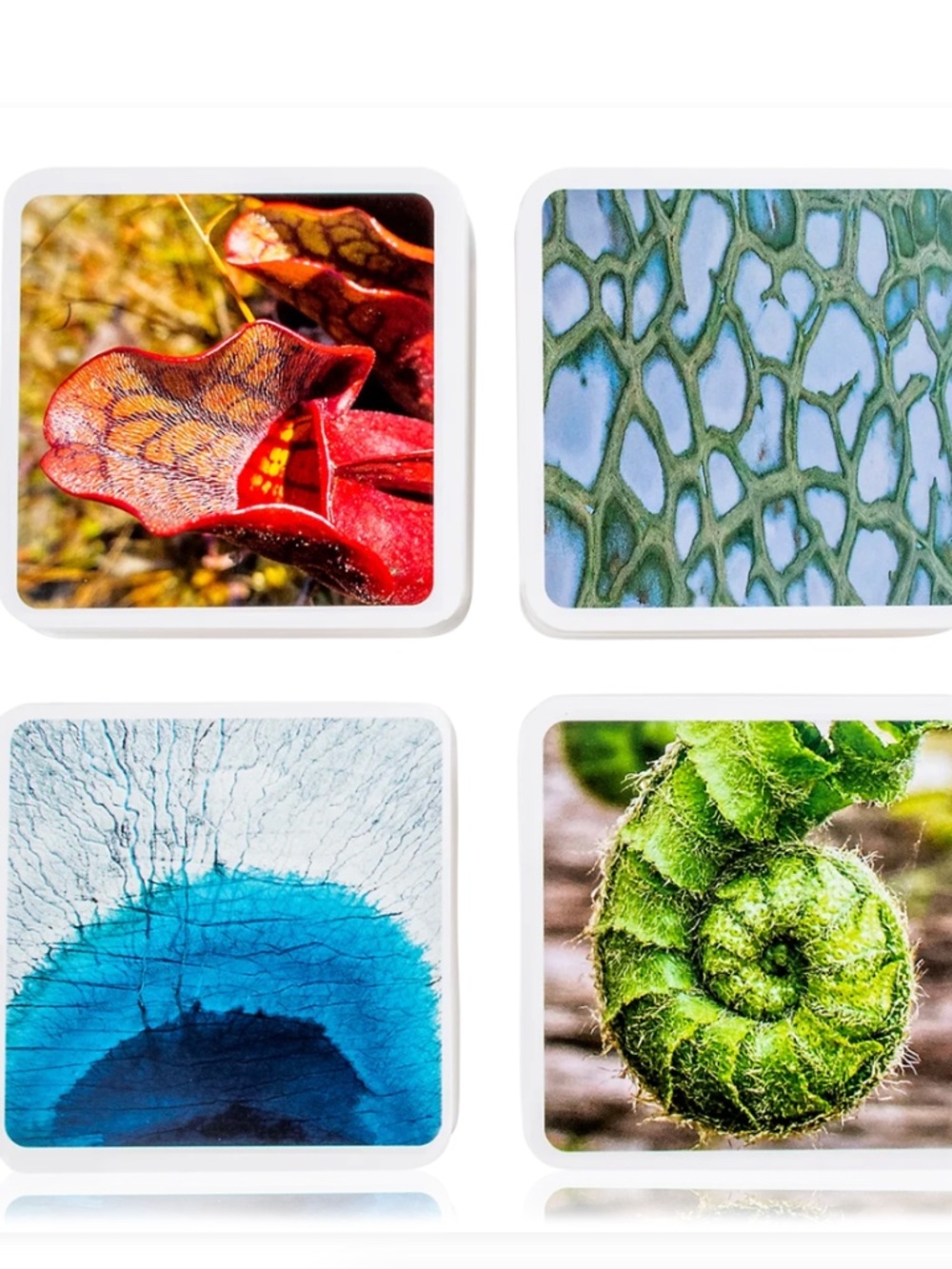 OUISI Nature Photo Cards -   Game of Visual Connection - Picture 2 of 8